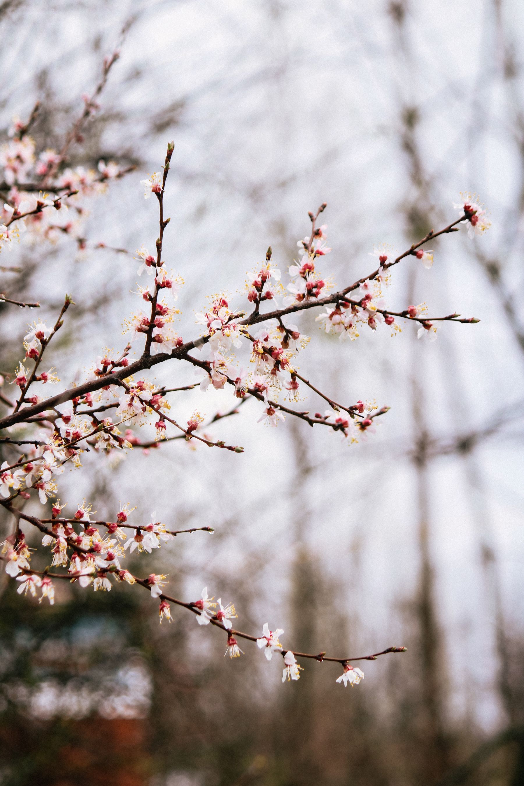 Cherry blossoms on a spring branch